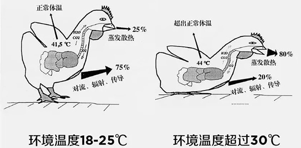 《夏日炎炎，如何為動(dòng)物防暑、降溫》
